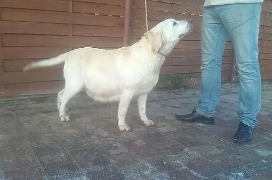 Dorosła biszkoptowa LABRADORKA