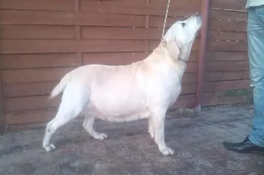 Dorosła biszkoptowa LABRADORKA