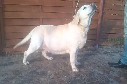 Dorosła biszkoptowa LABRADORKA