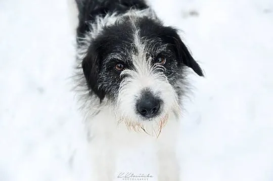 Gustaw, przepiękny psiak, zapatrzony w człowieka!
