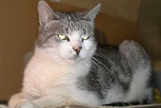Pilnie do adopcji BELA z piwnicy!