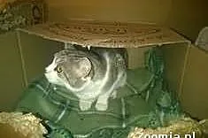 Pilnie do adopcji BELA z piwnicy!