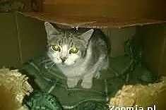 Pilnie do adopcji BELA z piwnicy!