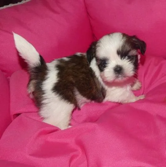 Mamy piekne szczeniaczki Shih Tzu !!!...... email : {{emanuellepatricia71@gmail.com}}