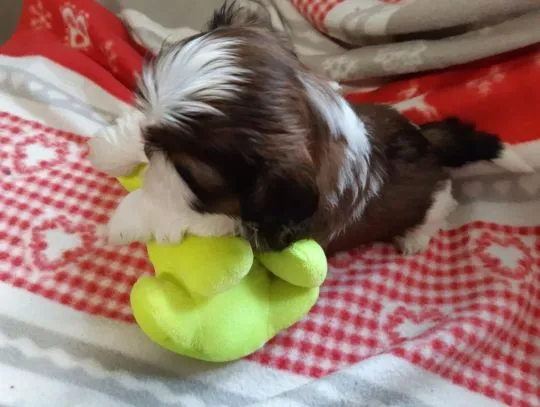 Mamy piekne szczeniaczki Shih Tzu !!!...... email : {{emanuellepatricia71@gmail.com}}, , Opole