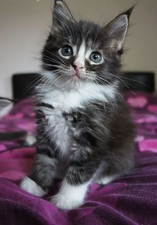 MAINE COON - piękne, duże, podkarpackie Łańcut