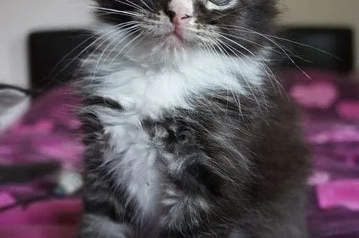 MAINE COON - piękne, duże,  podkarpackie Łańcut
