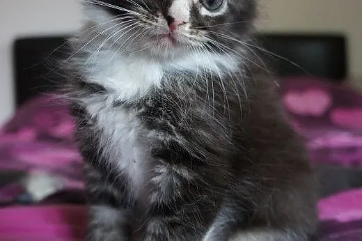 MAINE COON - piękne, duże,  podkarpackie Łańcut