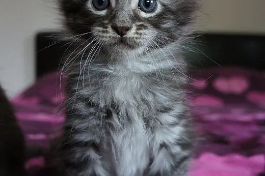 MAINE COON - piękne, duże,  podkarpackie Łańcut