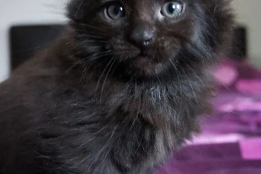 MAINE COON - piękne, duże,  podkarpackie Łańcut