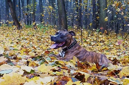 Elza – nie pozwólmy żeby wróciła do schroniska