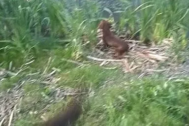 Plochacz Niemiecki Wachtelhund,  lubelskie Łuków