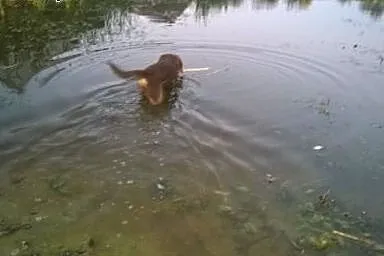 Plochacz Niemiecki Wachtelhund,  lubelskie Łuków