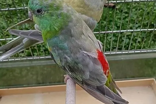 Świergoty