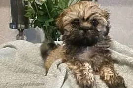 Piesek Shih Tzu Tofi rodowód