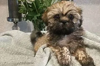 Piesek Shih Tzu Tofi rodowód, Zachodniopomorskie, Koszalin