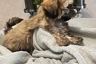 Piesek Shih Tzu Tofi rodowód, Zachodniopomorskie, Koszalin