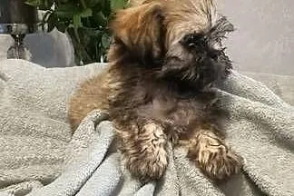 Piesek Shih Tzu Tofi rodowód, Zachodniopomorskie, Koszalin