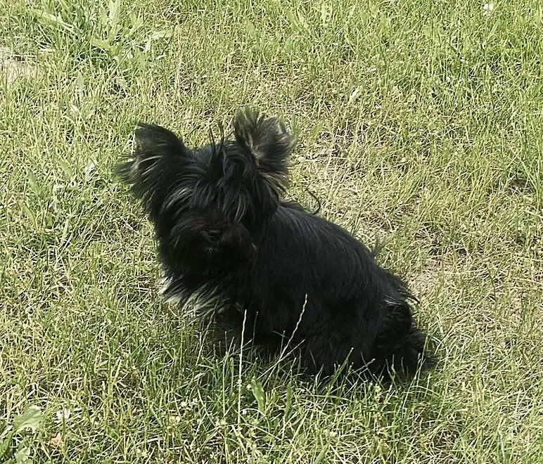 Przepiękna MeryLu - York Black&tan. Nie wybarwi się., Opolskie, Namysłów