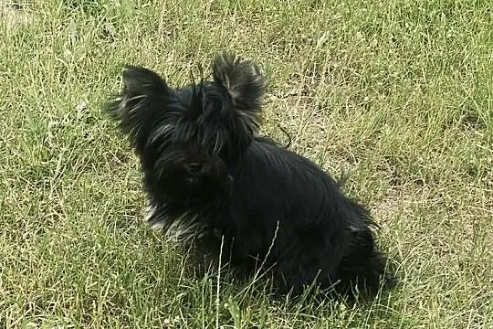 Przepiękna MeryLu - York Black&tan. Nie wybarwi się., Opolskie, Namysłów