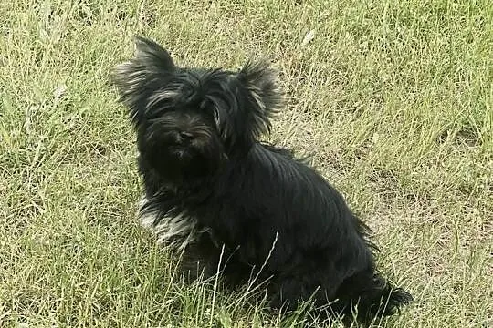 Przepiękna MeryLu - York Black&tan. Nie wybarwi się., Opolskie, Namysłów