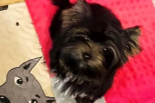 Przepiękna MeryLu - York Black&tan. Nie wybarwi się., Opolskie, Namysłów