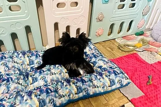Przepiękna MeryLu - York Black&tan. Nie wybarwi się., Opolskie, Namysłów