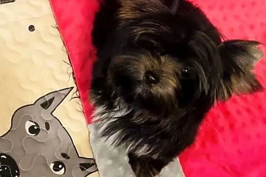 Przepiękna MeryLu - York Black&tan. Nie wybarwi się., Opolskie, Namysłów