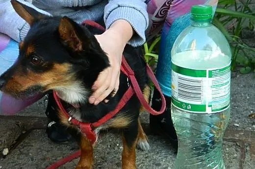 Młoda mikro sunia traci domek- ,  małopolskie Krak