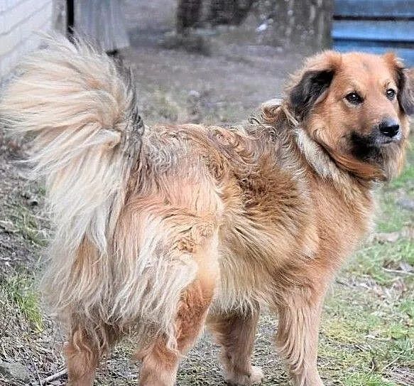 NALA puchata wdzięczna sunia czeka na dom, Wielkopolskie, Poznań