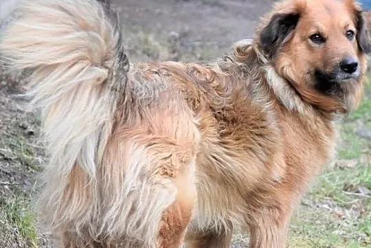 NALA puchata wdzięczna sunia czeka na dom