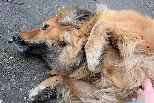 NALA puchata wdzięczna sunia czeka na dom, Wielkopolskie, Poznań