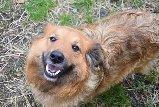 NALA puchata wdzięczna sunia czeka na dom, Wielkopolskie, Poznań