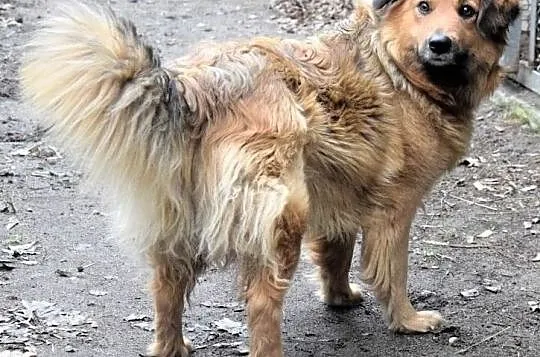 NALA puchata wdzięczna sunia czeka na dom, Wielkopolskie, Poznań