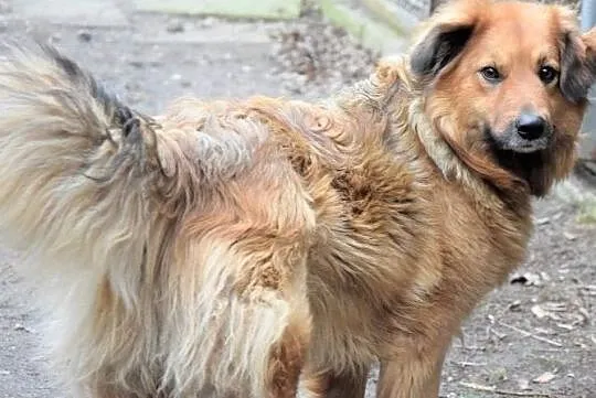 NALA puchata wdzięczna sunia czeka na dom, Wielkopolskie, Poznań