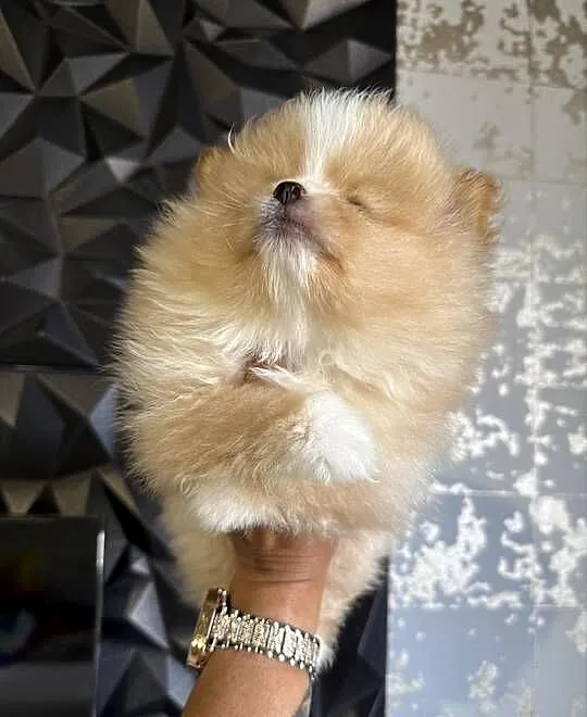 Szpic miniaturowy pomeranian boy, Śląskie, Gliwice