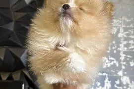 Szpic miniaturowy pomeranian boy