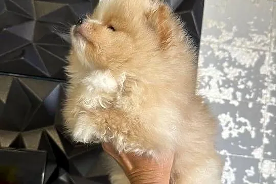 Szpic miniaturowy pomeranian boy, Śląskie, Gliwice