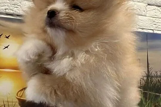 Szpic miniaturowy pomeranian boy, Śląskie, Gliwice