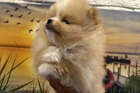Szpic miniaturowy pomeranian boy, Śląskie, Gliwice