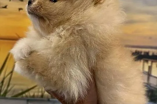 Szpic miniaturowy pomeranian boy, Śląskie, Gliwice