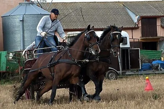 Para Małopolskich koni na sprzedaż, Mazowieckie, Gostynin
