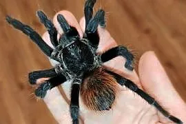 Aphonopelma anax - dorosły świeży samiec pająk ptasznik