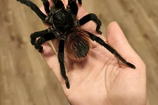 Aphonopelma anax - dorosły świeży samiec pająk ptasznik, Łódzkie, Dąbrowice