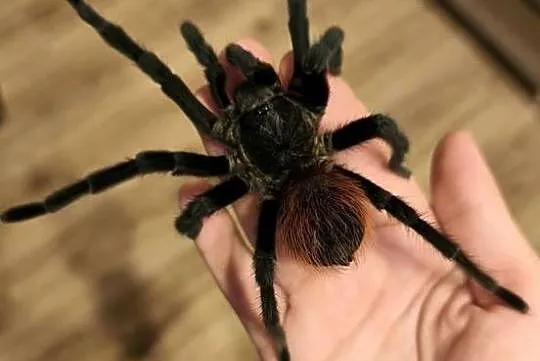 Aphonopelma anax - dorosły świeży samiec pająk ptasznik, Łódzkie, Dąbrowice