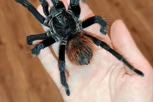 Aphonopelma anax - dorosły świeży samiec pająk ptasznik, Łódzkie, Dąbrowice