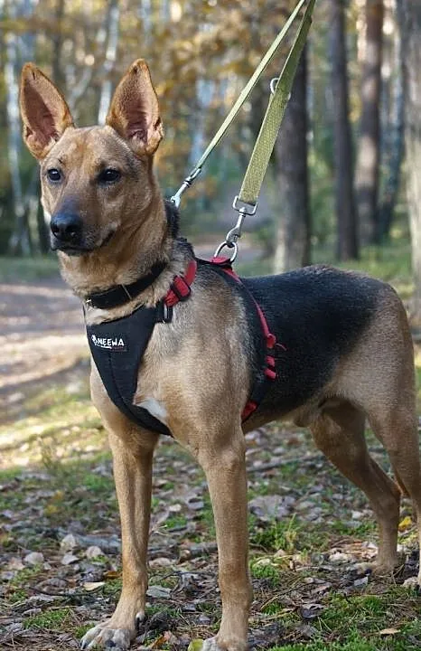 Leoś – super gość do adopcji, Mazowieckie, Józefów