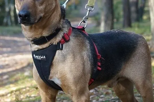 Leoś – super gość do adopcji, Mazowieckie, Józefów