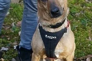 Leoś – super gość do adopcji, Mazowieckie, Józefów