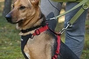 Leoś – super gość do adopcji, Mazowieckie, Józefów